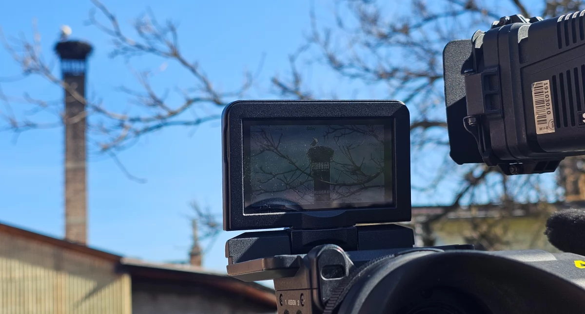Ludzie, Bociany Bigaja TVN24 - zdjęcie, fotografia