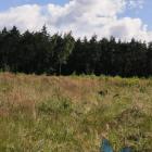 Wilk w Ciężkowicach