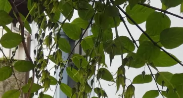 Palecznik chiński – niezwykły krzew o „palcach nieboszczyka”