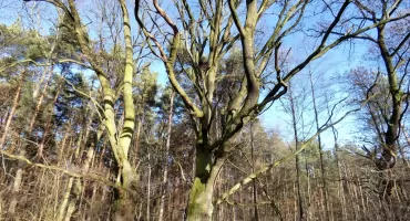 Osobliwie ukształtowane dęby szypułkowe