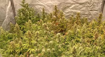 Trzymał w domu 35 krzaków konopi. Domowa plantacja w Jaworznie