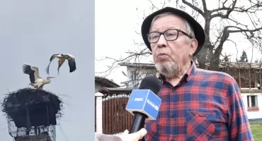 Bitwa bocianów o gniazdo u Stanisława Bigaja w Jaworznie