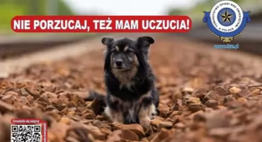Nie porzucaj, też mam uczucia! - ogólnopolska akcja Towarzystwa Opieki nad Zwierzętami