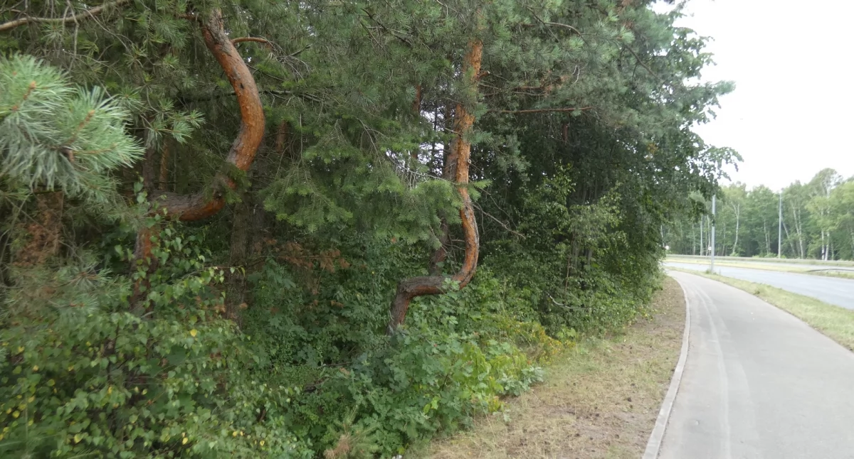 Krzywe sosny