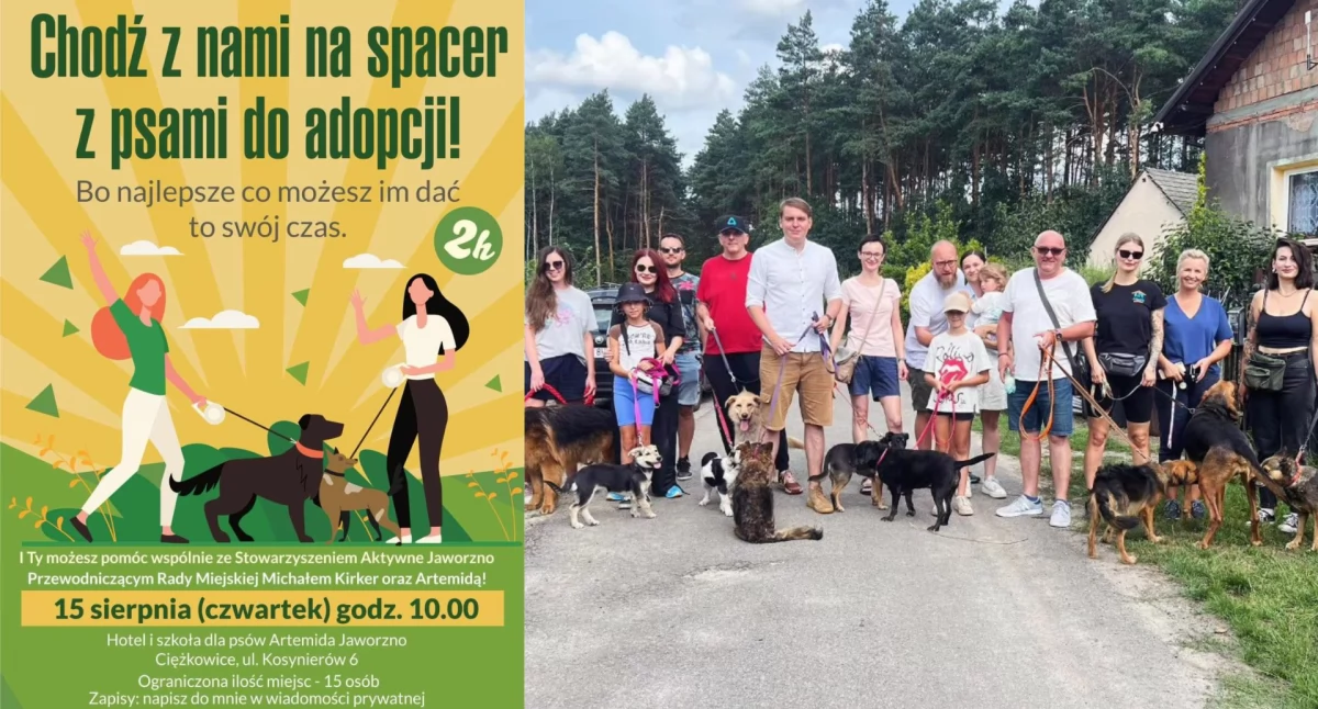 Zwierzęta, Spacer psami adopcji dołącz sierpnia pomóż zwierzętom - zdjęcie, fotografia