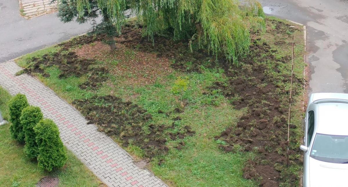 Zniszczona przez dziki zieleń. Fot: od czytelnika