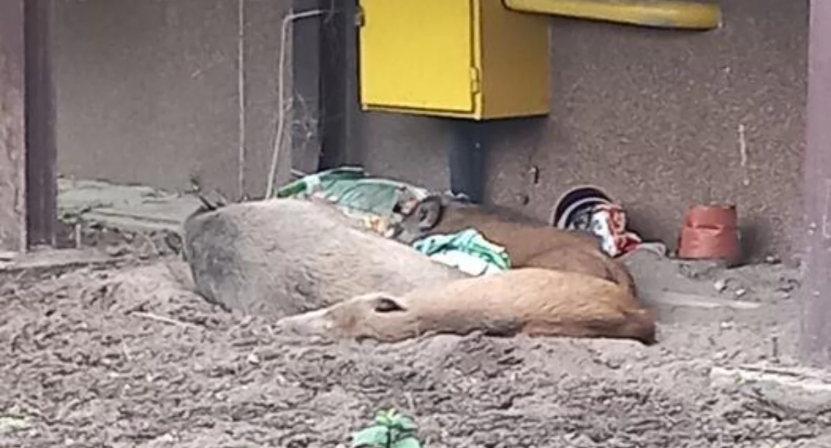 Ławki przy boisku na ul. Piłsudskiego 