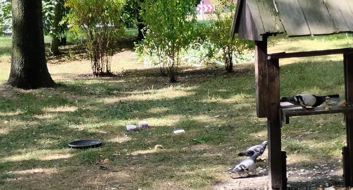 Życie miasta, Chrzanów rozwiązał problem gołębi - zdjęcie, fotografia