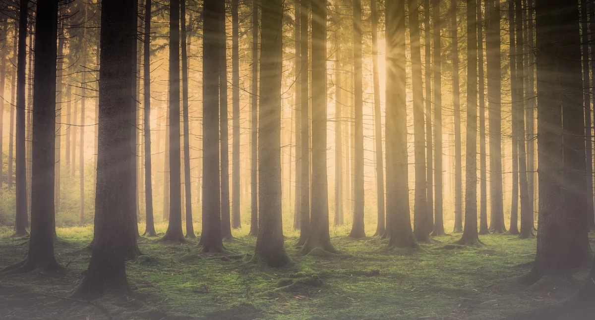 Kronika Kryminalna, szafy prokuratora zamiast wypłaty - zdjęcie, fotografia
