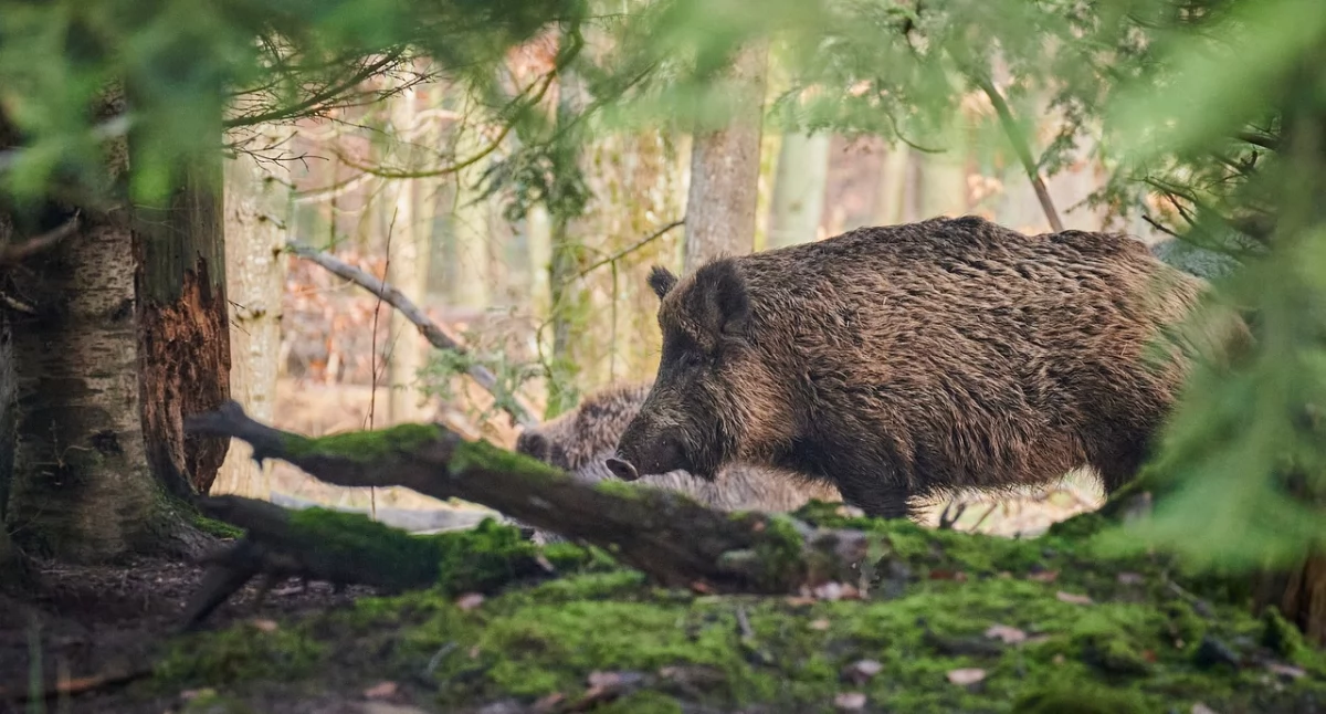 Zdrowie, Komunikat Państwowego Powiatowego Inspektora Sanitarnego - zdjęcie, fotografia