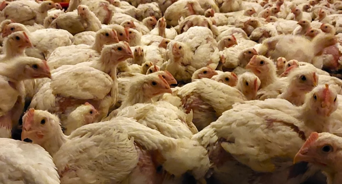 Zwierzęta, Ptasia grypa coraz groźniejsza wykładajmy dezynfekcyjne dbajmy bioasekurację - zdjęcie, fotografia