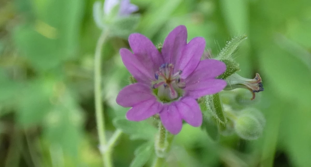 Geranium molle, 2021.06.24 Jaworzno, Bobrowa Górka