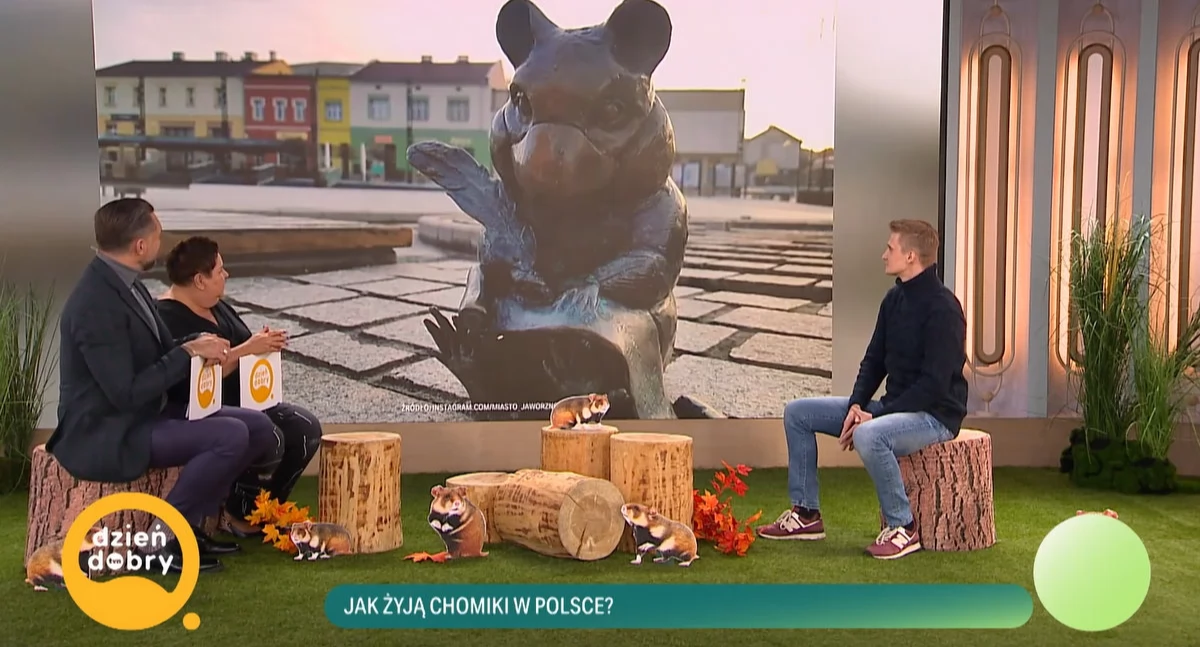Pomnik chomika z Jaworzna w Dzień Dobry TVN