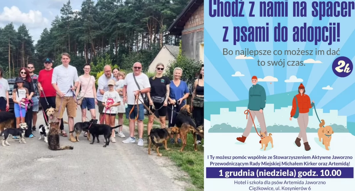 Życie miasta, Spacer psami adopcji dołącz grudnia - zdjęcie, fotografia