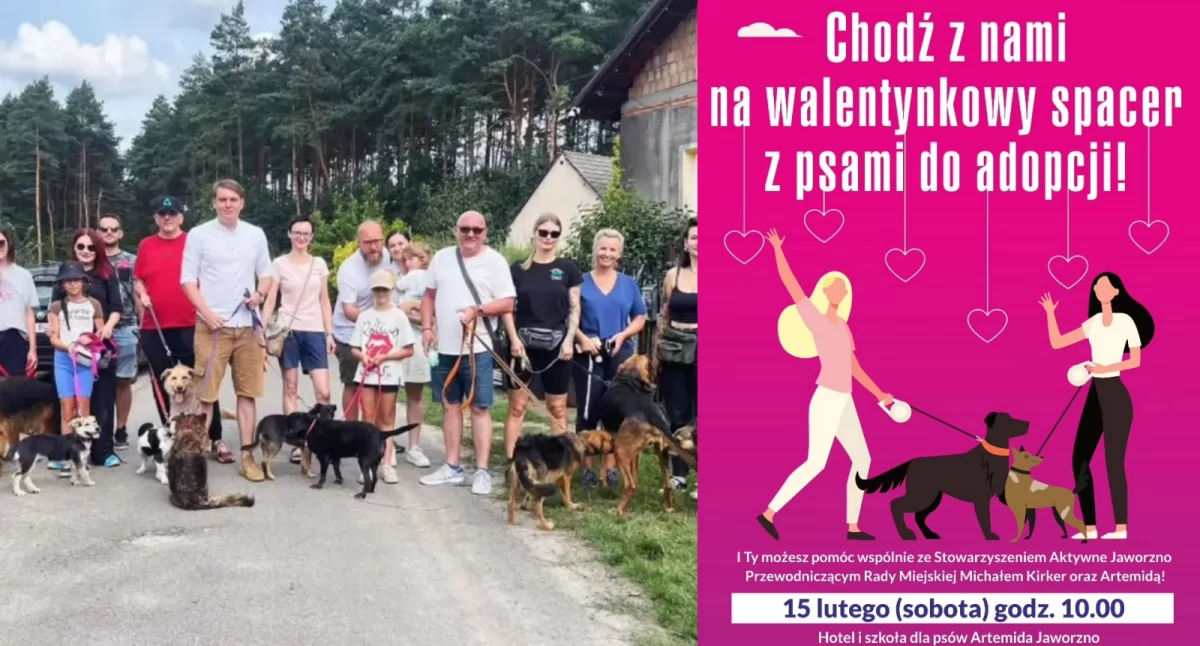 Życie miasta, Zbliża walentynkowy spacer psami - zdjęcie, fotografia