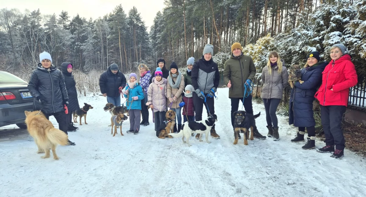 Zwierzęta, Walentynkowy spacer psami adopcji jaworznianie zakochani psach - zdjęcie, fotografia