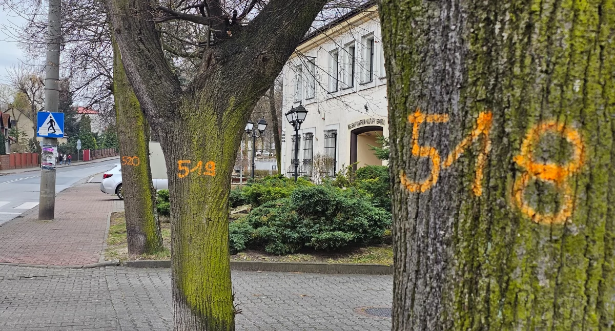 Oznakowane drzewa przy ul. Jagiellońskie w Szczakowej. 