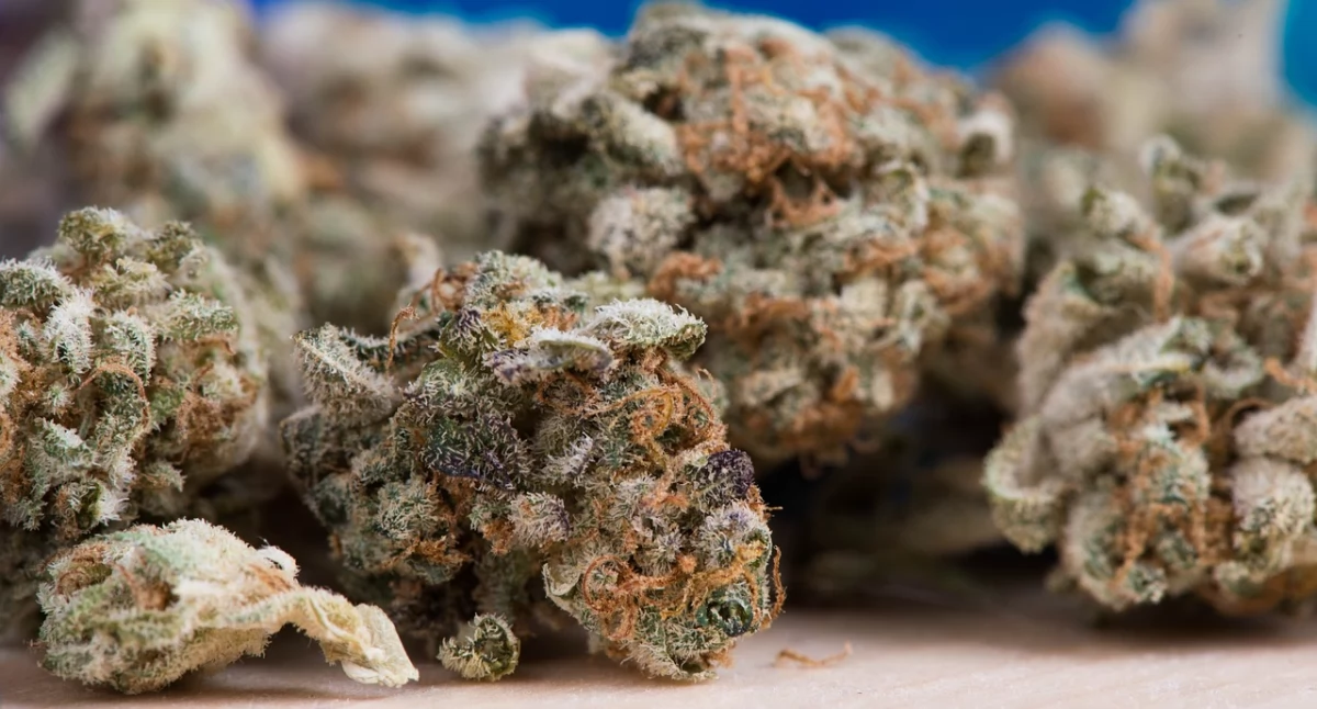 Informator / Materiały zewnętrzne , Medyczna marihuana wiemy - zdjęcie, fotografia