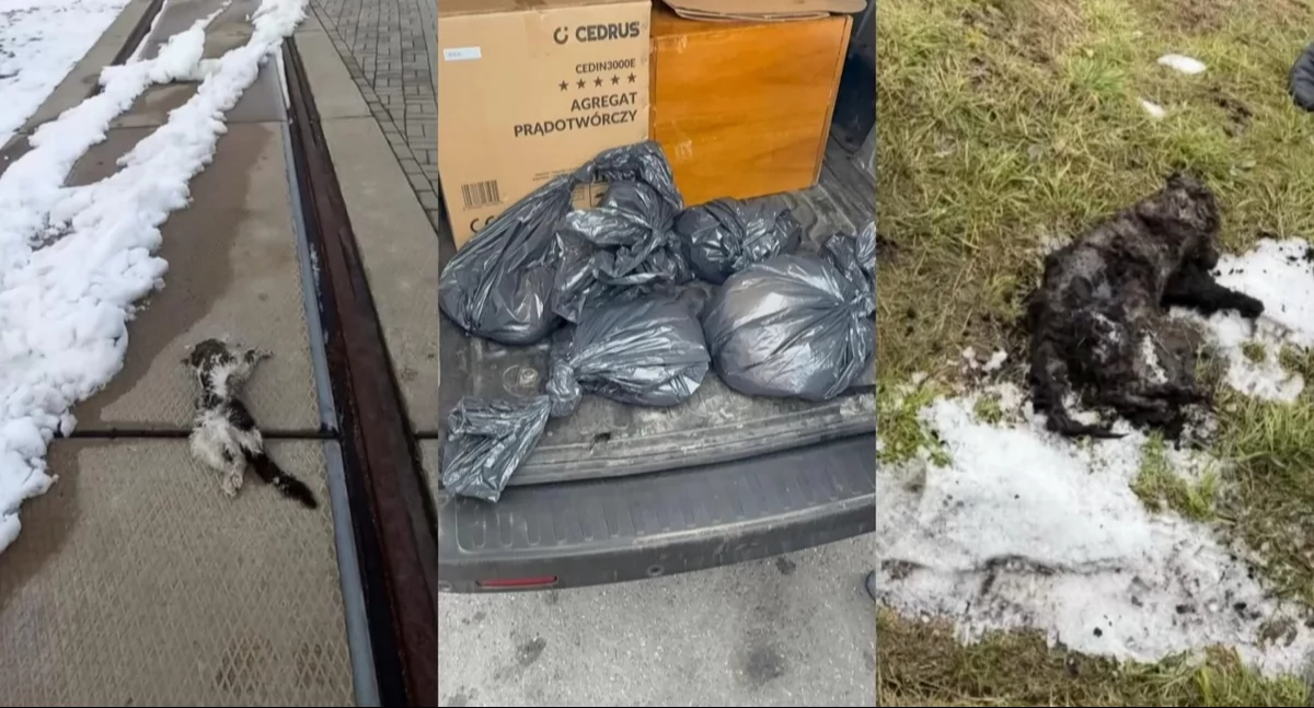 Komunikaty Policja, Umorzono dochodzenie sprawie martwych kotów Elektrowni Jaworznie - zdjęcie, fotografia