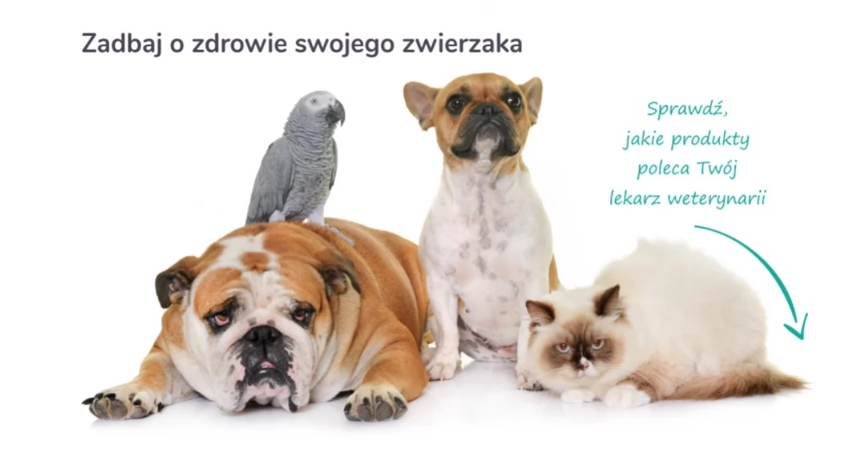 Informator / Materiały zewnętrzne , Zoona Twój sklep zoologiczny sąsiedzku dostawą - zdjęcie, fotografia