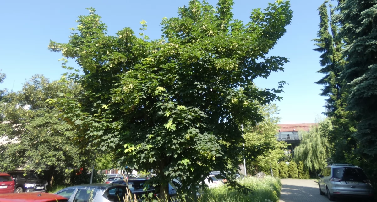 Zdrowy jawor przy muzeum