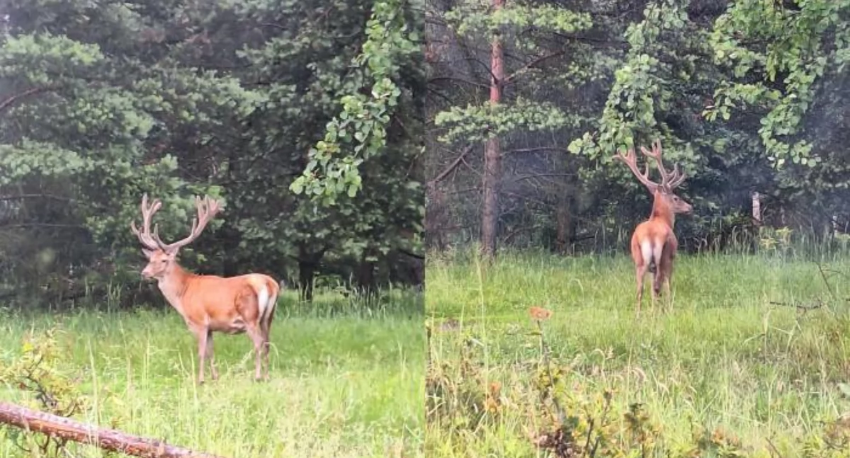 Zwierzęta, Odstrzał jeleni Jaworznie aktualizacja - zdjęcie, fotografia