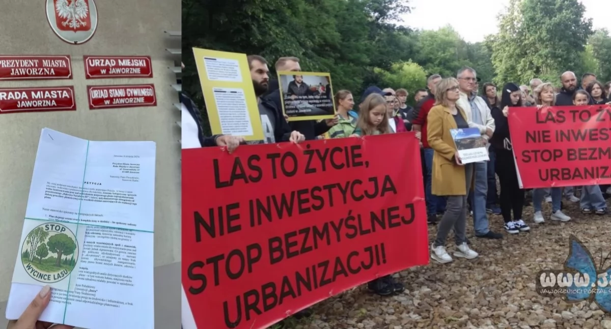 Życie miasta, Urząd odrzucił głos mieszkańców sprzeciwiających wycince Ponad zostało uwzględnionych - zdjęcie, fotografia