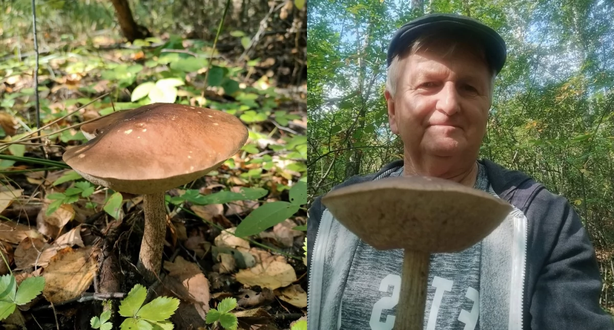 Ludzie, grzyby Marian tropie grzybów jaworznickich lasach - zdjęcie, fotografia