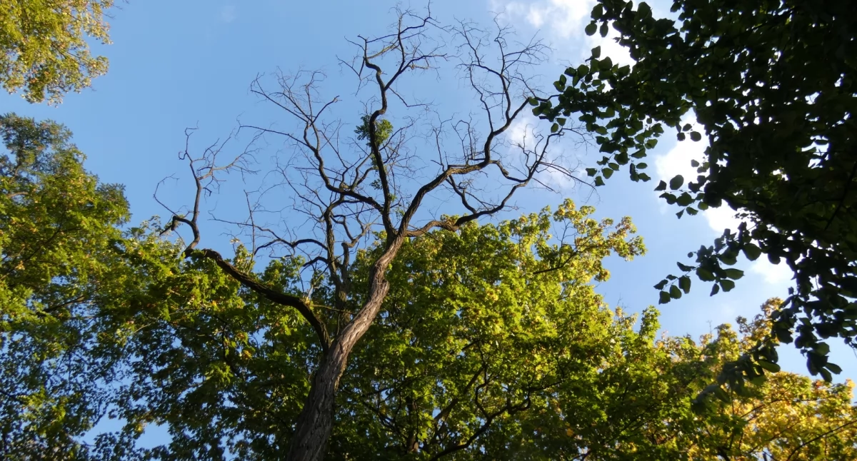 Umierająca robinia