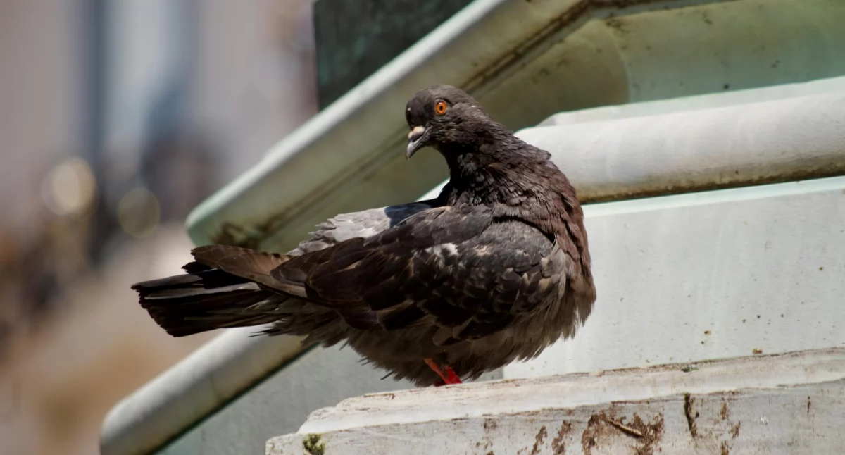 Informator / Materiały zewnętrzne , Kolce ptaki zabezpieczenie budynków przed uszkodzeniami - zdjęcie, fotografia