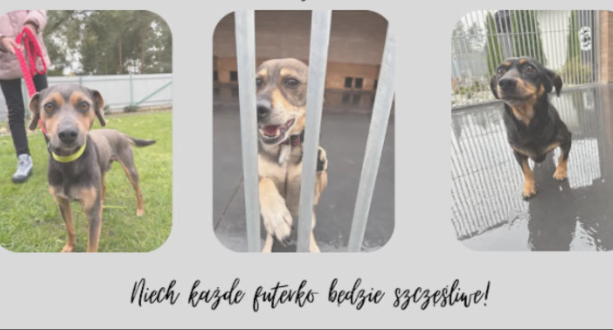 Zwierzęta, Mikołajkowa zbiórka zwierząt schronisku Chełmku - zdjęcie, fotografia