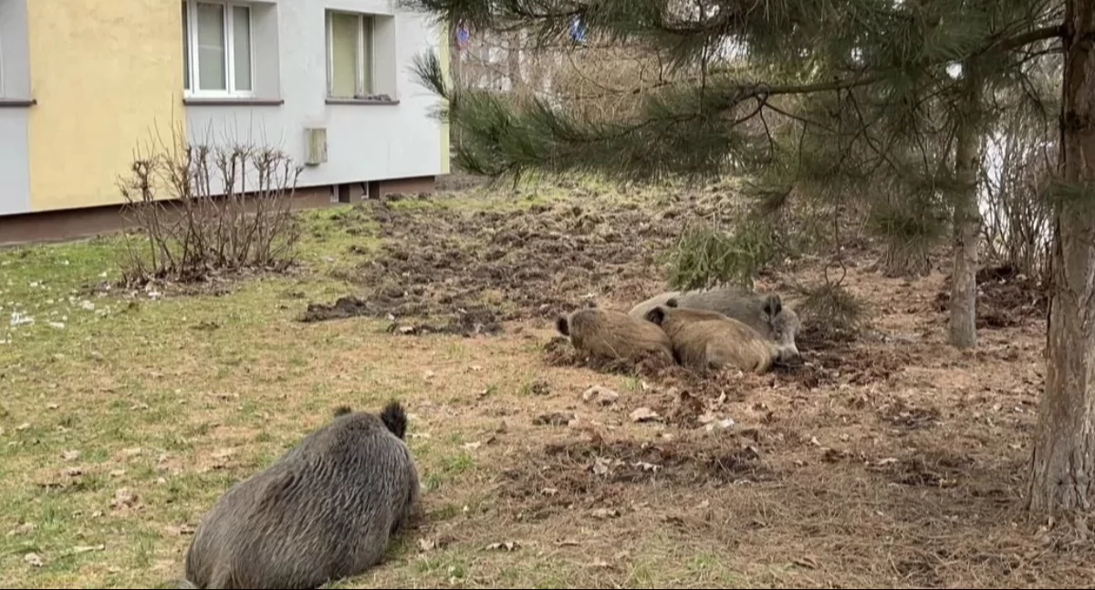 Życie miasta, Imielinie planują odstrzał dzików - zdjęcie, fotografia