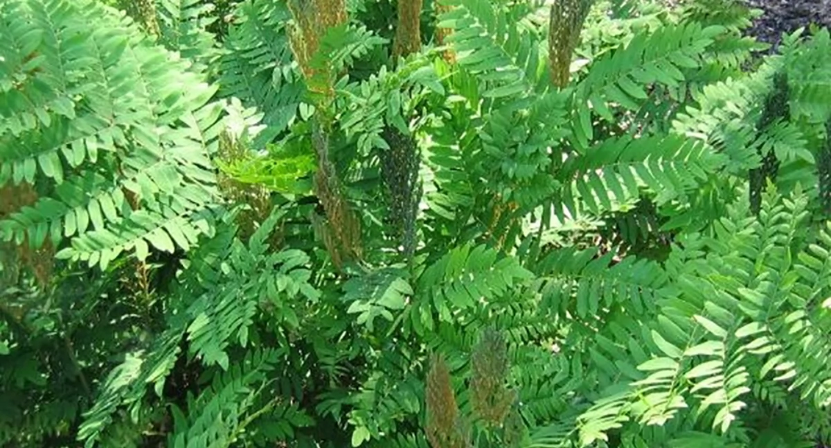 Osmunda regalis, czyli długosz królewski (wikipedia)