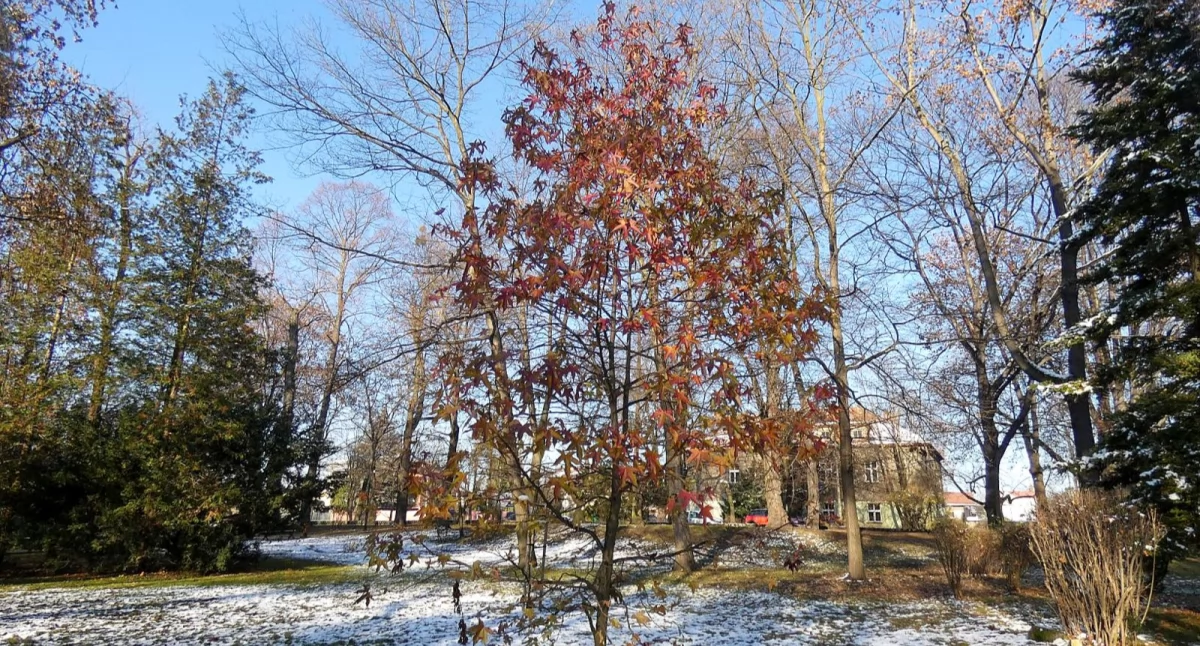 Ambrowiec amerykański. Liquidambar styraciflua z rodziny altyngiowatych – Altingiaceae