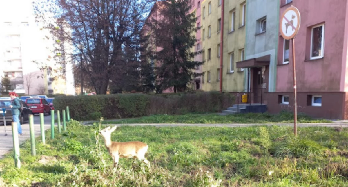 Zwierzęta, Sarenka Jaworzna złamała zakaz Przyszła urządziła sobie ucztę - zdjęcie, fotografia