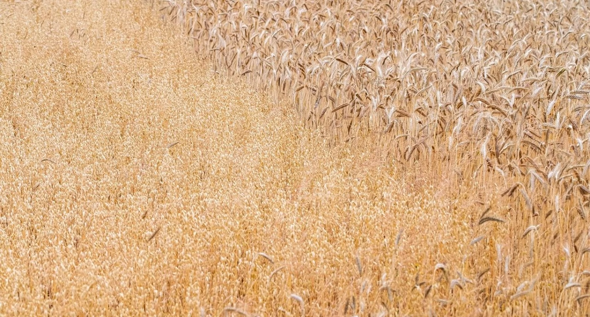 Informator / Materiały zewnętrzne , Biologiczne środki ochrony roślin walce odpornością szkodników chwastów - zdjęcie, fotografia