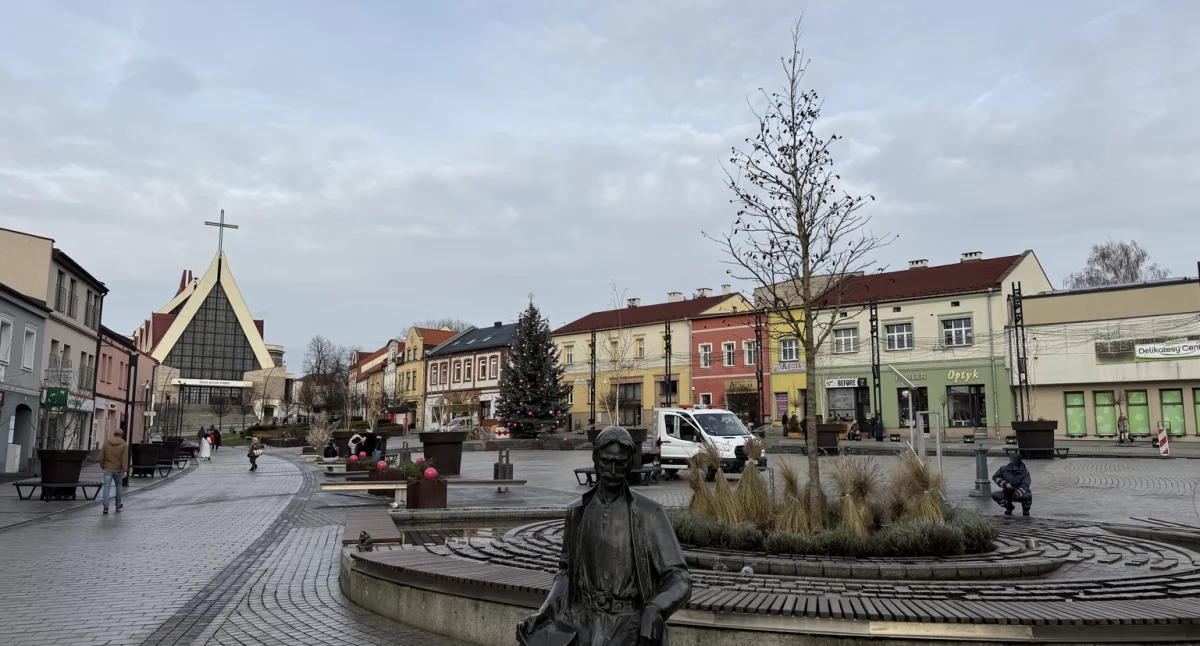 Ambrowiec amerykański zasadzony na Rynku w Jaworznie