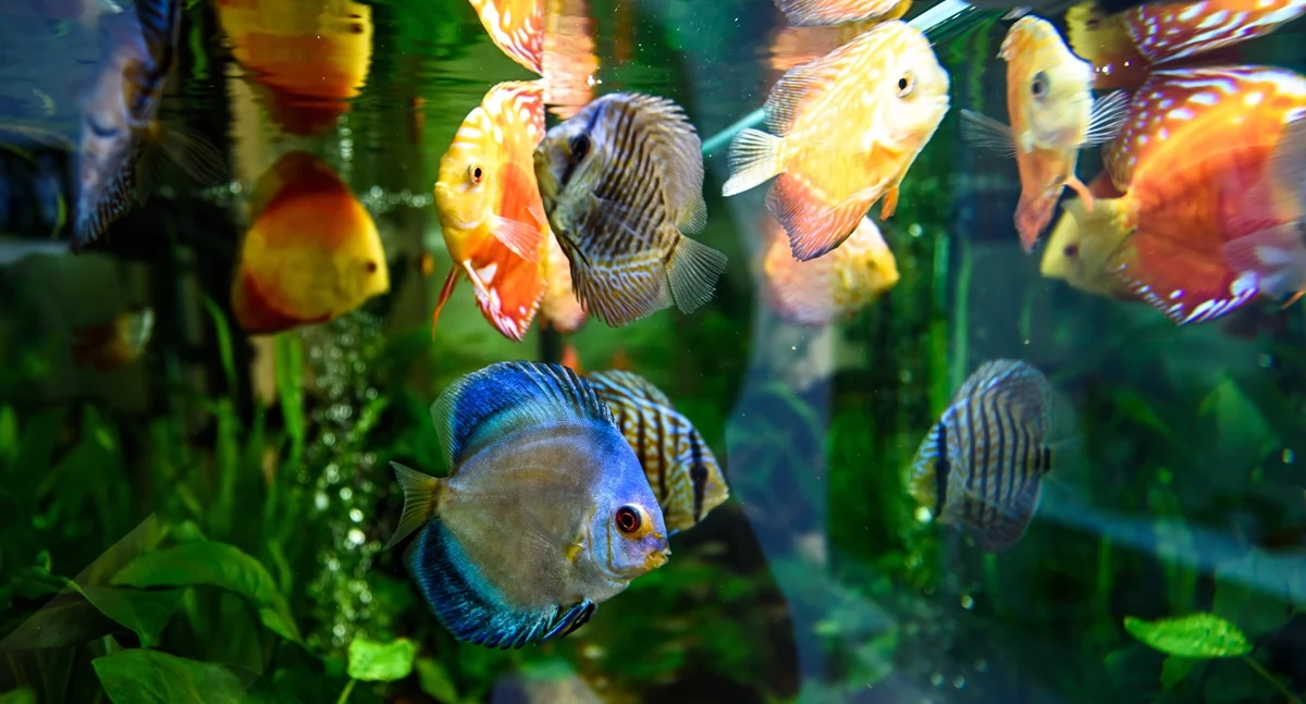 Informator / Materiały zewnętrzne , Akcesoria akwarystyczne Czego potrzebujesz gdzie szukać - zdjęcie, fotografia