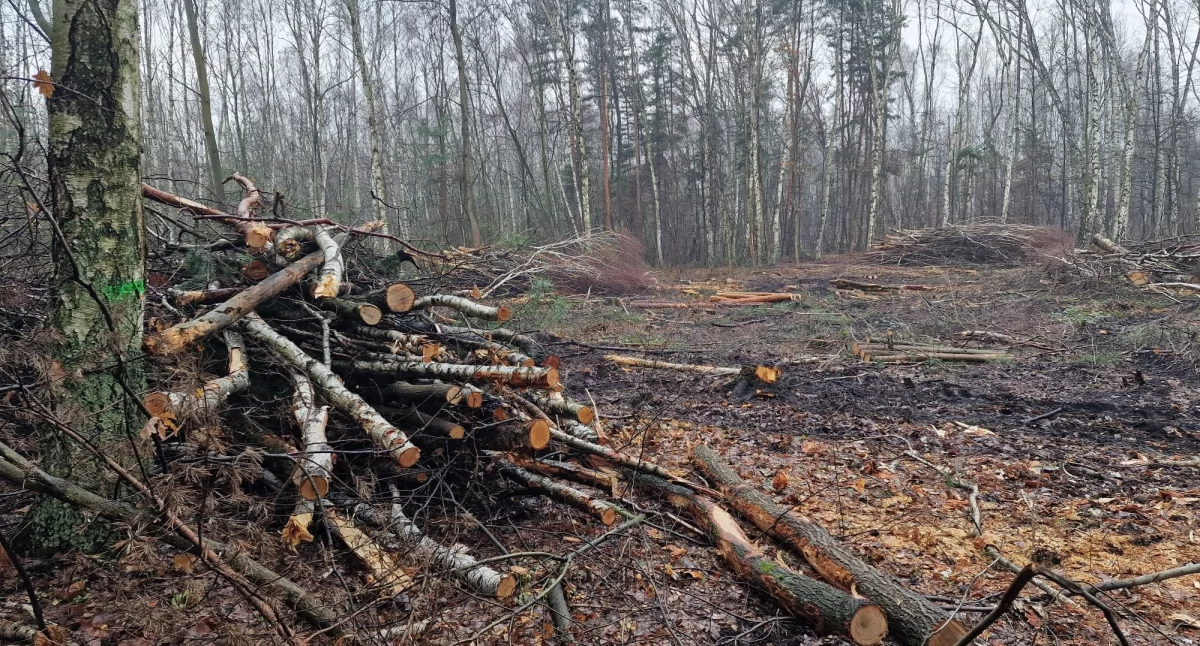 Wycięte drzewa na Osiedlu Stałym