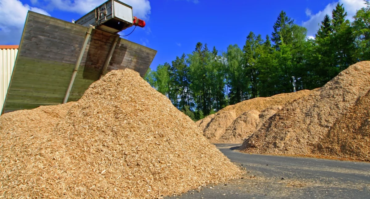 Informator / Materiały zewnętrzne , Gospodarka leśna biomasa odpowiedź rosnące potrzeby energetyczne - zdjęcie, fotografia