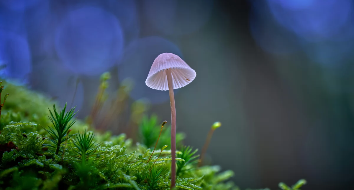 Informator / Materiały zewnętrzne , Domowa hodowla grzybów kroku zacząć przygodę uprawą - zdjęcie, fotografia