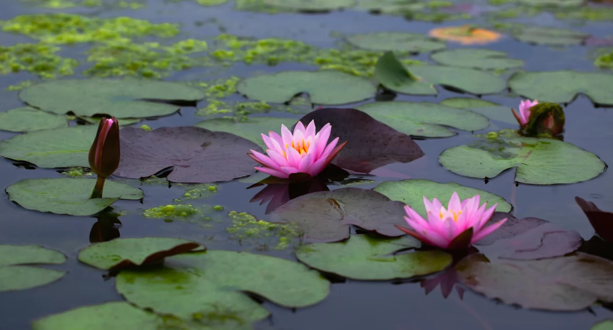 Informator / Materiały zewnętrzne , przygotować podłoże folię oczka wodnego - zdjęcie, fotografia