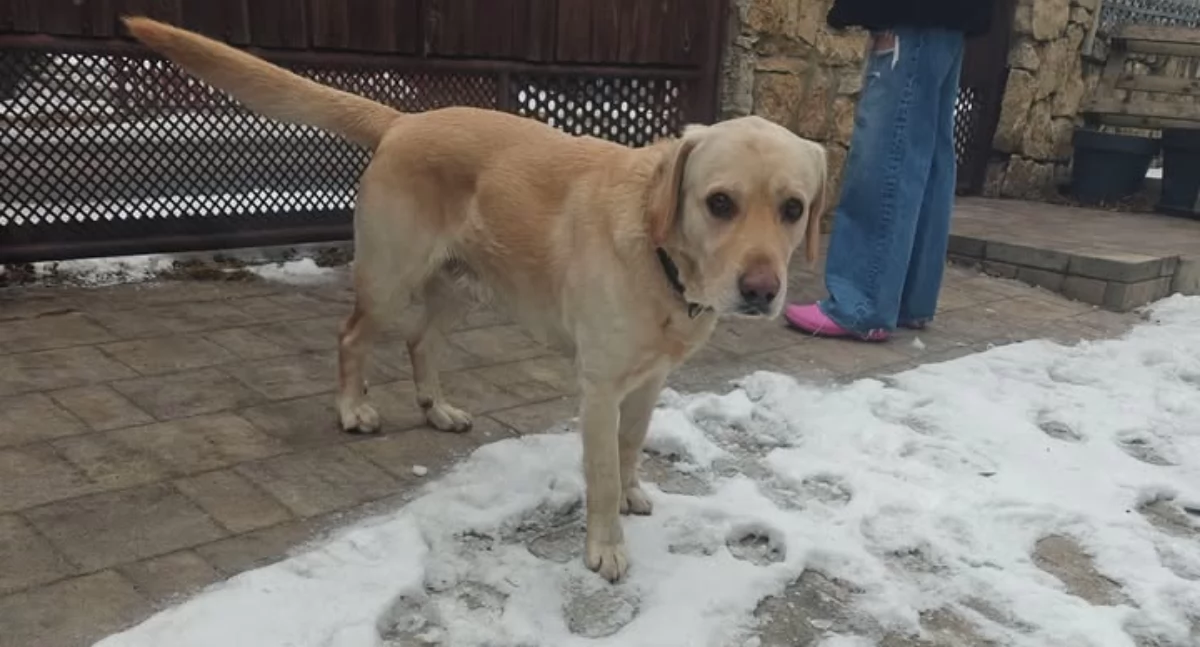 Zwierzęta, Znaleziono pieska Pszczelniku ktoś szuka labradora - zdjęcie, fotografia