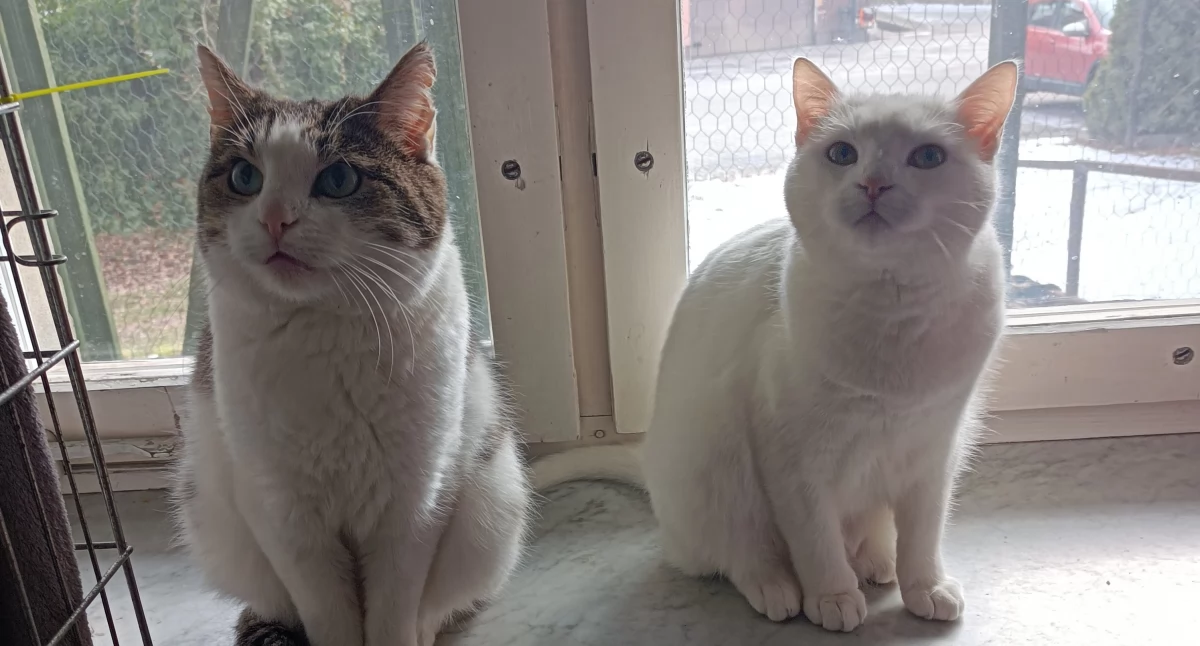 Życie miasta, Jaworznicki Oddział Światowy Dzień - zdjęcie, fotografia