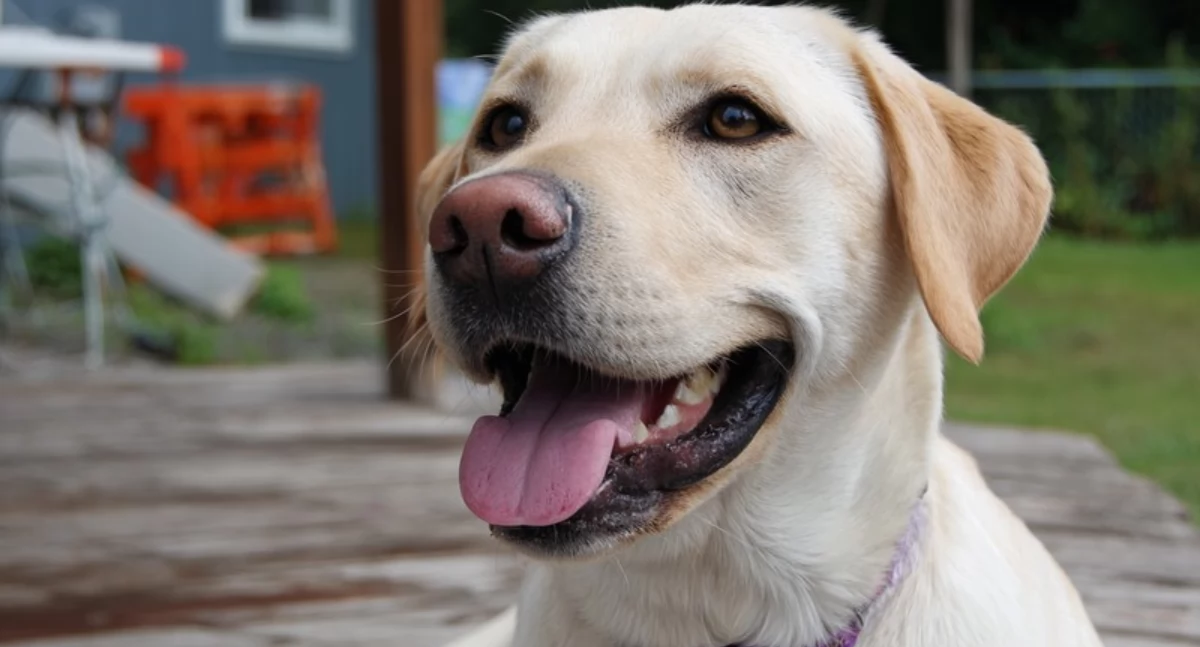 Informator / Materiały zewnętrzne , który rozumie twoje dzieci lepiej Nauka końcu wyjaśnia dlaczego labrador golden rządzą polskich domach - zdjęcie, fotografia