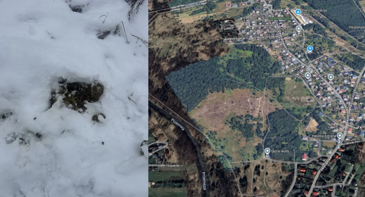 Interwencja, Spacer przeszkód Końskie odchody trasie Jeleniu - zdjęcie, fotografia