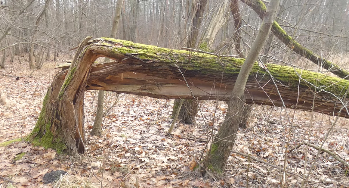 Powalona wierzba krucha