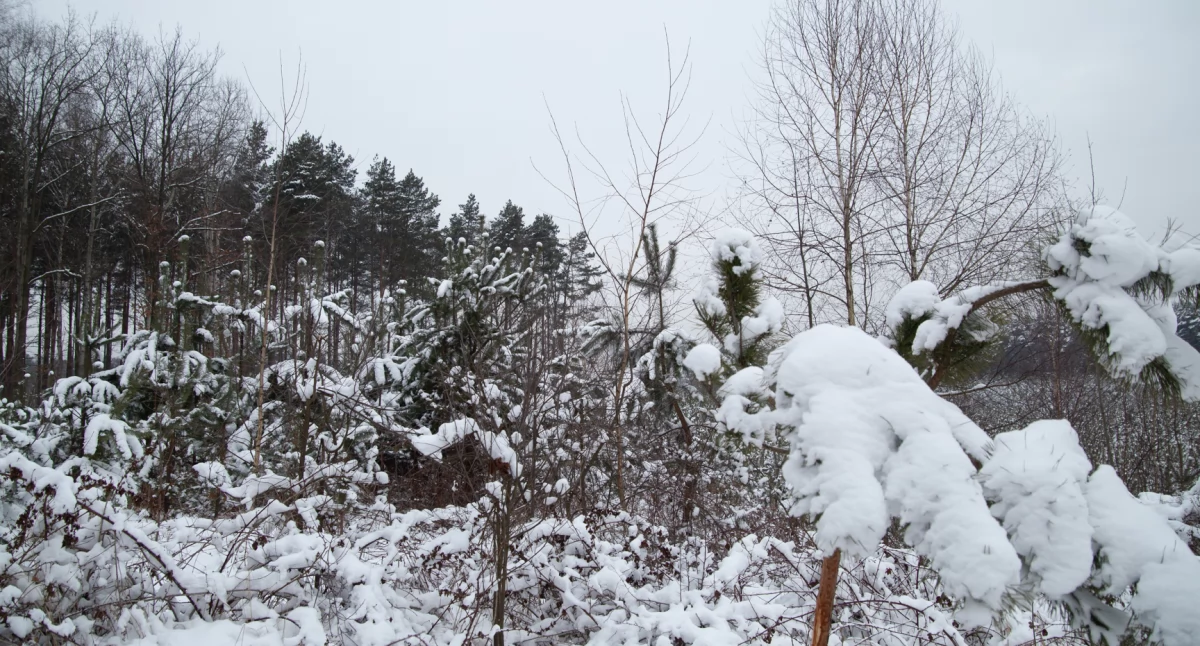 Ekologia, Komentarz redakcji z Fundacji Lasy Obywatele Zielone Jaworzno  - zdjęcie, fotografia