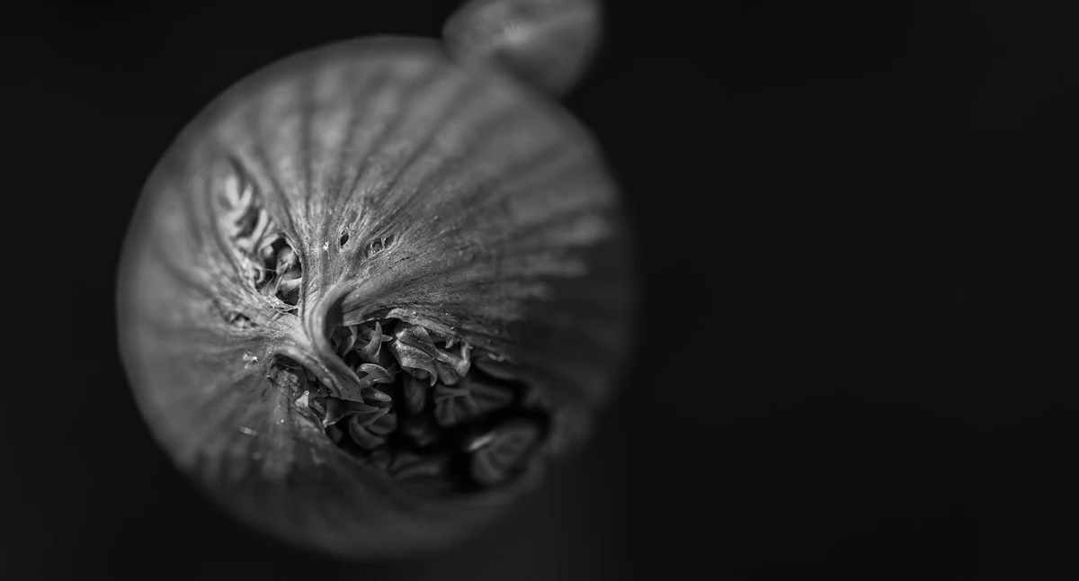 Kącik kulturalny, ATElier Kultury zaprasza wystawę Joanna Chrząszcz Bezdech - zdjęcie, fotografia