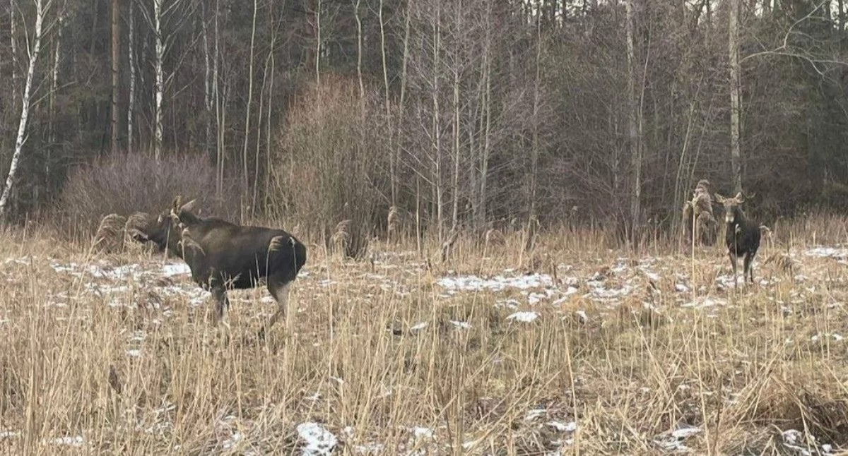 Życie miasta, Uwaga dzikie zwierzęta drogach - zdjęcie, fotografia